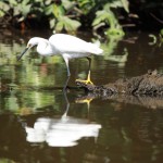 aigrette neigeuse COSTA RICA