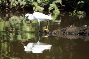 aigrette neigeuse COSTA RICA