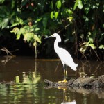 aigrette neigeuse COSTA RICA