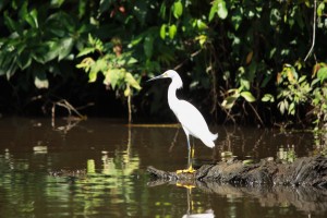 aigrette neigeuse COSTA RICA