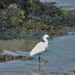 aigrette garzette MORBIHAN