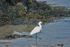 aigrette garzette MORBIHAN