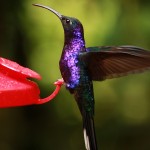 colibri violet sabrewing COSTA-RICA