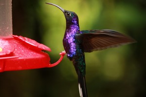 colibri violet sabrewing COSTA-RICA