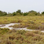 depot de sel dans sansouire