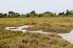 depot de sel dans sansouire