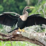 Anhinga -COSTA -RICA