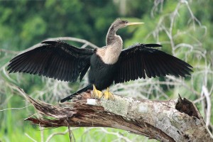 Anhinga -COSTA -RICA