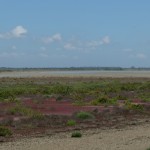 paysage de sansouire CAMARGUE