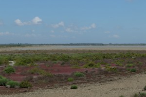 paysage de sansouire CAMARGUE