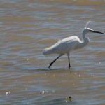 AIGRETTE Garzette#3