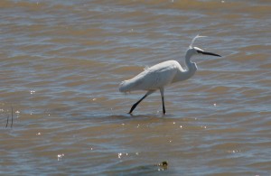 AIGRETTE Garzette#3