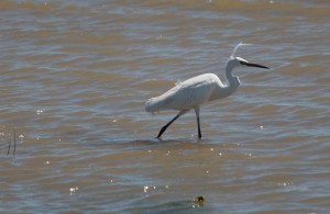 AIGRETTE Garzette