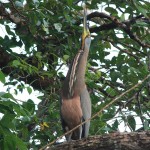 Bare gorge tiger heron