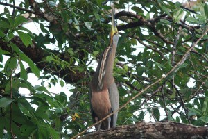 Bare gorge tiger heron