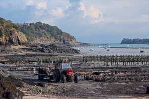 CANCALE parcs à huitres