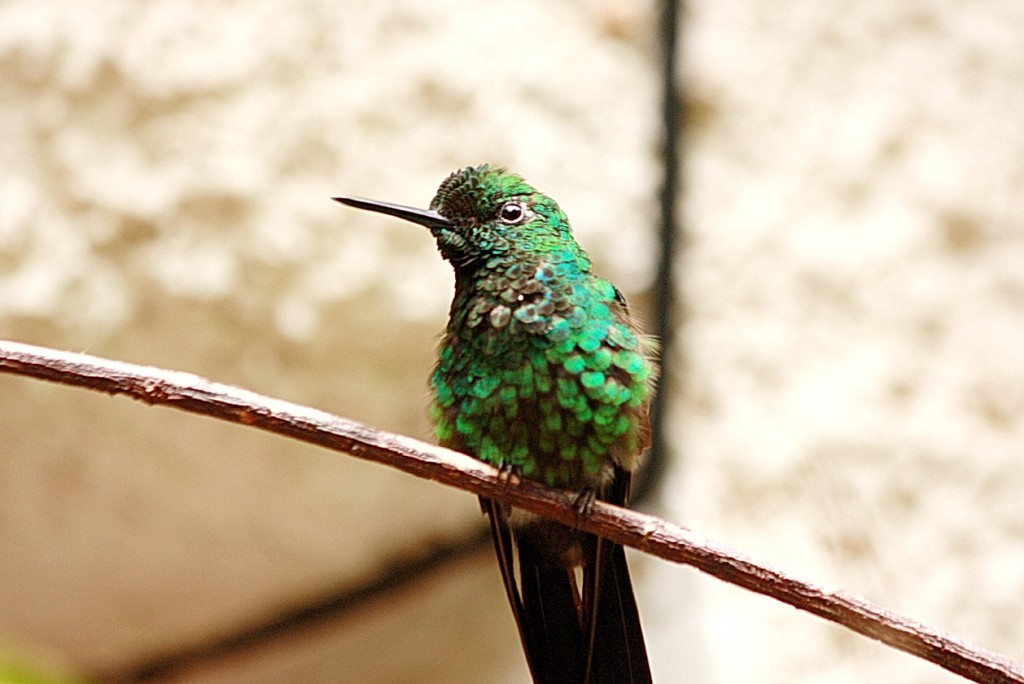 COLIBRI green crowned brillant