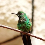 COLIBRI green crowned brillant