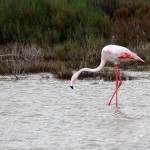 Flamant rose solitaire#1