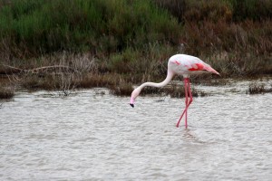 Flamant rose solitaire#1