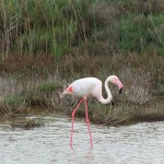 Flamant rose solitaire#2