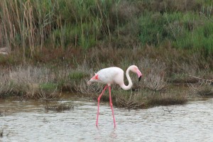 Flamant rose solitaire#2