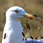 GOELAND argenté cote Finistere