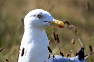 GOELAND argenté cote Finistere