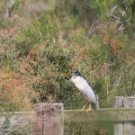 Héron Bihoreau Camargue