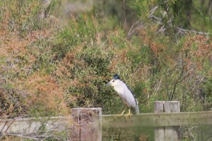 Héron Bihoreau Camargue