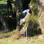 JABIRU du Senegal