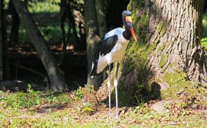 JABIRU du Senegal