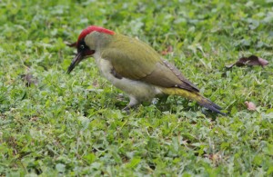 PIC VERT au jardin