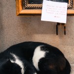 chat dans la vitrine