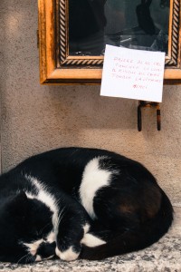 chat dans la vitrine