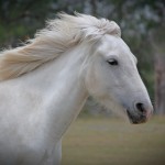 cheval Camarguais