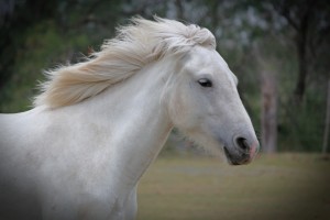 cheval Camarguais