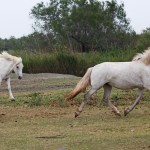 chevaux camarguais1