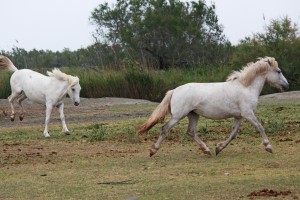chevaux camarguais1