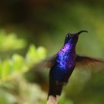 colibri violet COSTA RICA