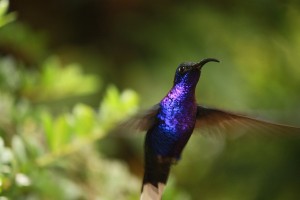 colibri violet COSTA RICA