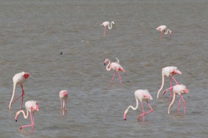 danse avec FLAMANTS