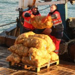 déchargement coquilles st jacques