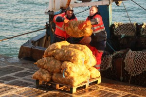 déchargement coquilles st jacques