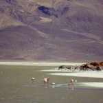 flamants salar SURIRE