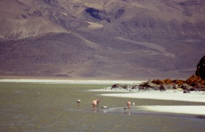 flamants salar SURIRE