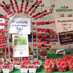 fraises de PLOUGASTEL