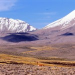 guanaco PARC DE LAUCA