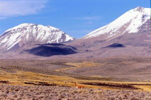 guanaco PARC DE LAUCA