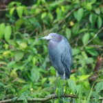 heron bleu cendre COSTA RICA